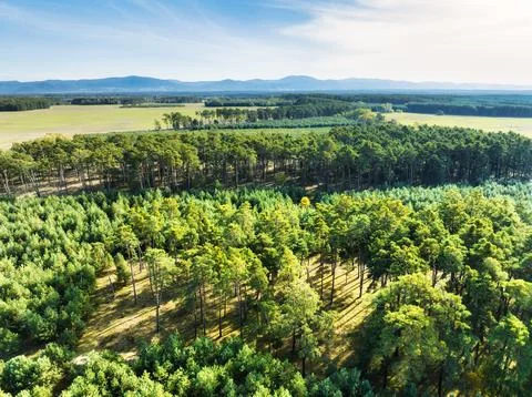 Pine forest from drone, aerial nature view Foto stock