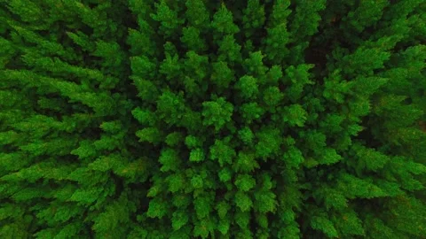 Pine Forest Drone Stock Footage 136176589