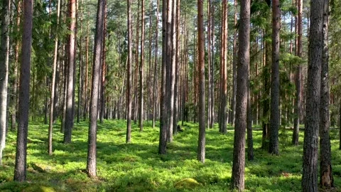 Pine forest drone footage Stock Footage 150631020