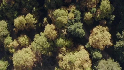 Pine forest, drone shoot Stock Footage 219613253