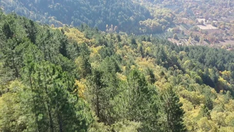 Pine forest drone shoot,mountain Stock Footage 219611904
