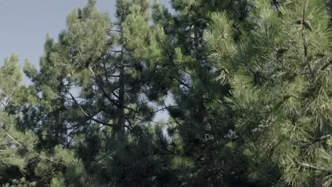 Pine forest drone shoot,mountain Stock Footage 219612146