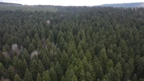 Pine forest drone view Stock Footage 165413085