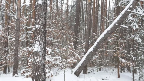 Pine forest during a snowfall. Video stock 72534494