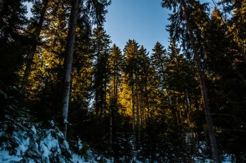 Pine forest during the sunny winter day Stock Photos