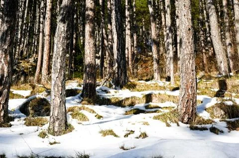 Pine forest during winter, large trees with clear blue sky Stock Photos
