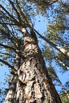 Pine forest during winter, large trees with clear blue sky Stock Photos
