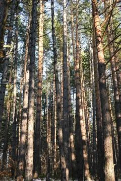 Pine forest during winter, large trees with clear blue sky Stock Photos