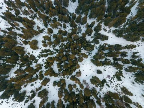 Pine forest in Durmitor drone view directly above Stock Photos