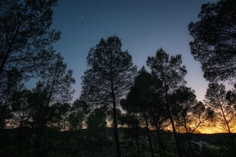 Pine Forest at Dusk with Blue Hour Sky and Orange Glow Stock Photos