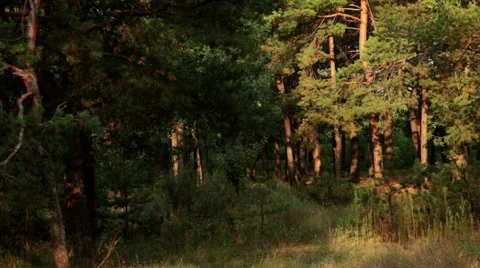 Pine forest at dusk Stock Footage 42423370