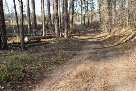 Pine forest. Early autumn. Forest paths. Walks in the open air Stock Photos