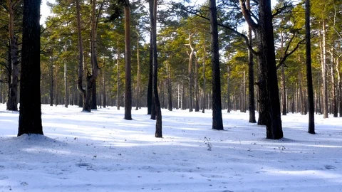 Pine forest in early spring. Stock Footage 104292383