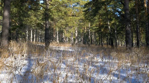 Pine forest in early spring. Stock Footage 104292416