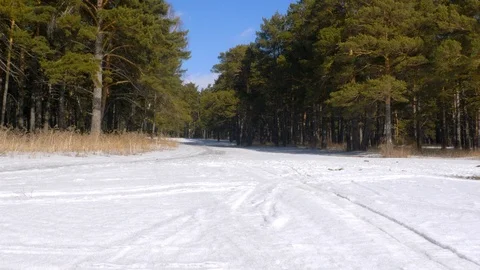 Pine forest in early spring. Stock Footage 104292472