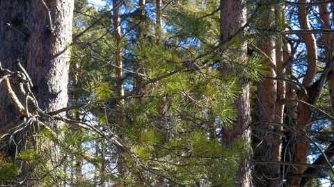 Pine forest in early spring. Stock Footage 104292546