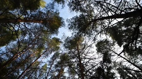 Pine forest in early spring. Stock Footage 312284373