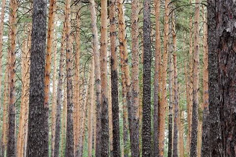 Pine forest in early summer background Stock Photos