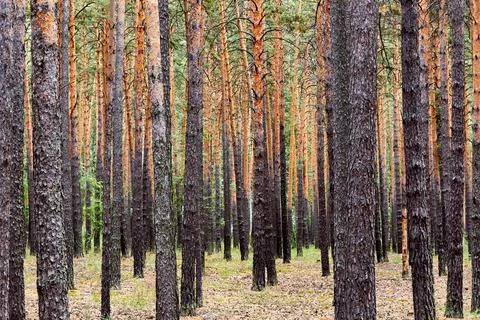 Pine forest in early summer Stock Photos