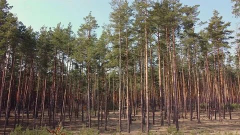 Pine forest at the edge of cutting site in springtime Video stock 157668898
