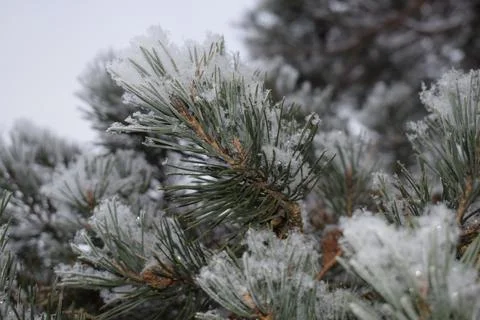 Pine forest edge with deep snow cover under overcast sky during snowfall Stock Photos