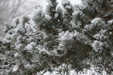 Pine forest edge with deep snow cover under overcast sky during snowfall Stock Photos