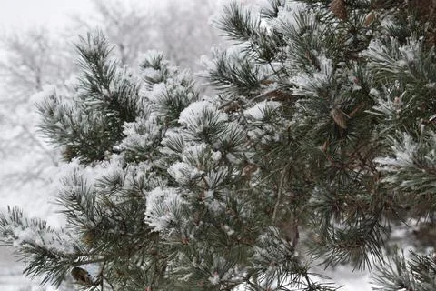 Pine forest edge with deep snow cover under overcast sky during snowfall Stock Photos