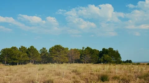 Pine forest edge in dry meadow under partly cloudy sky Stock Footage 341770220