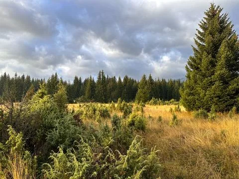 Pine forest edge: shrubs, yellow high grass and cloudy sky Stock Photos
