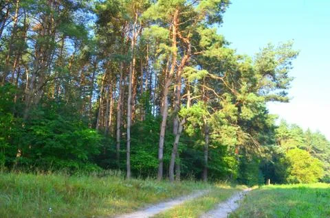 Pine forest edge in summer Stock Photos