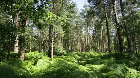 Pine forest in England Stock-Footage 65217922