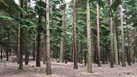 Pine forest in England Stock Footage 111280499