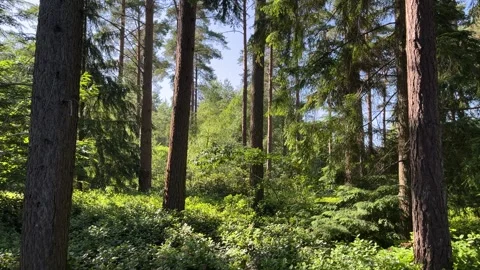 Pine forest in England Stock Footage 312718272