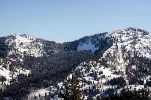 Pine forest enveloped in snowy mountains Foto stock
