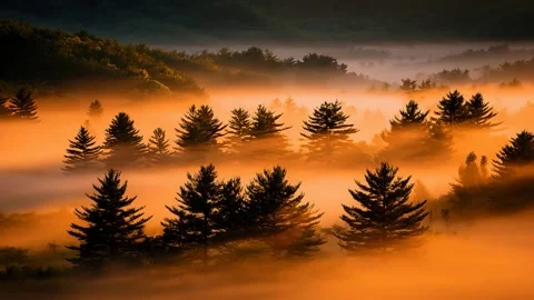 Pine Forest Enveloped in Thick Orange Mist and Autumn Fog 4K Stock Footage 332135203