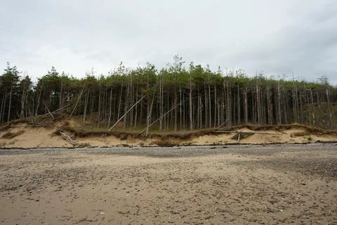 Pine Forest, Eroded Dunes, Pebble Beach, Llanddwyn Beach, Anglesey, North Wales. Foto stock