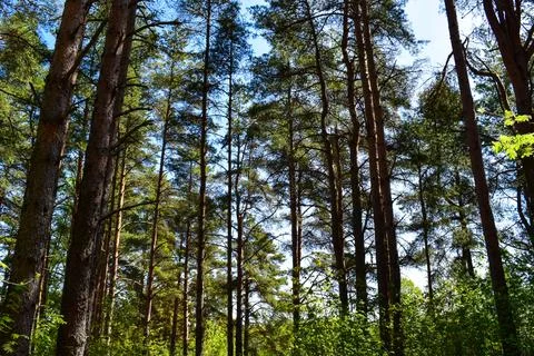 Pine Forest in Estonia Stock Photos