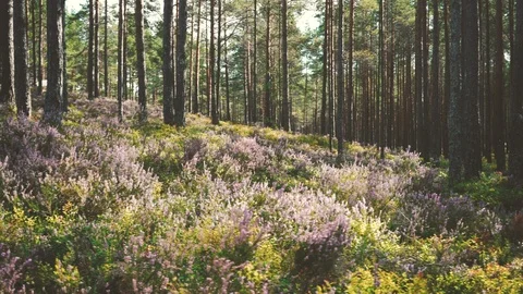 Pine in the forest in the evening in the summer. Stock Footage 119033306