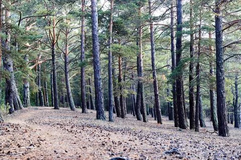 Pine forest with fallen needles and cones Stock Photos