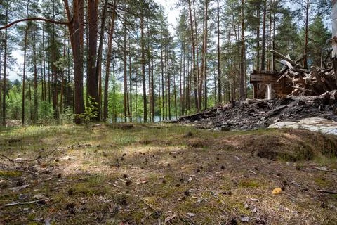 Pine forest with fallen tree and clear sky Stockfoto's
