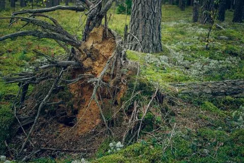 Pine forest with a fallen tree, tree roots visible. Using heat in winter. Stock Photos