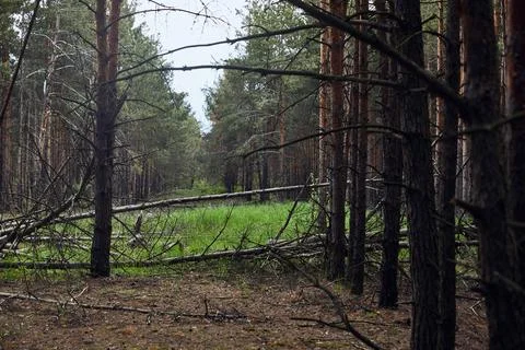 Pine forest fallen trees green Stock Photos