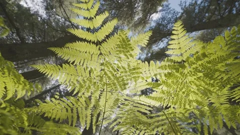 Pine forest with ferns effectively illuminated by the sun Stock Footage 340265825