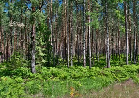 Pine forest with ferns Stock Photos