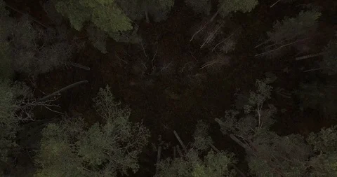 Pine forest filmed from above Stock Footage 86273667