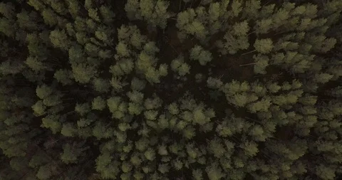 Pine forest filmed from above Stock Footage 86273668