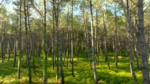 Pine forest filmed with a drone flying forward between the trunks, Landes Stock Footage 274244065