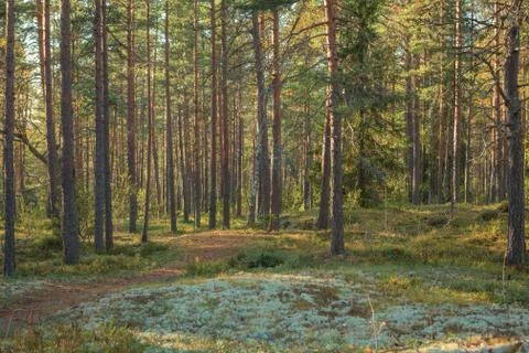 Pine forest in Finland Stock Photos