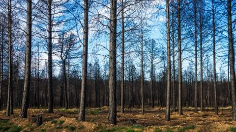Pine forest fire Stock Photos