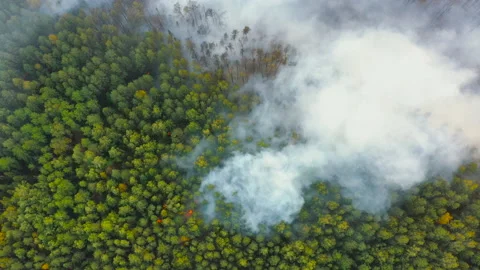 Pine forest is on fire, trees burning in dry season, clouds of smoke Stock Footage 165295956